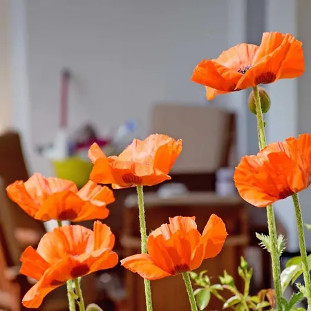 Ferienwohnung Im Ostseebad Goehren